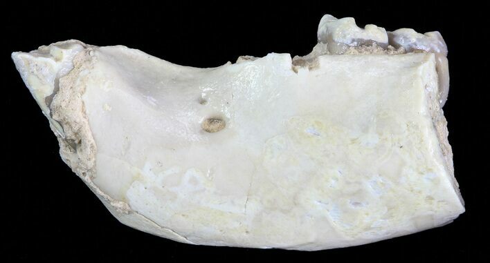 Oligocene Squirrel-Like Mammal (Ischyromys) Jaw Section #70096